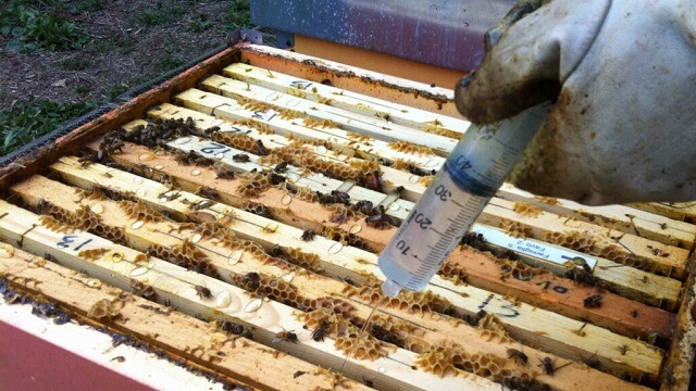 استفاده از اگزالیک اسید در زنبورداری