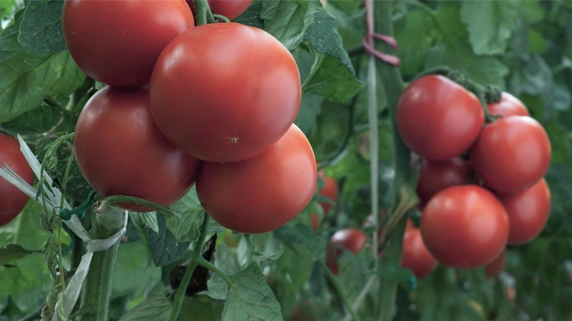 کود 30-5-15 برای گوجه فرنگی