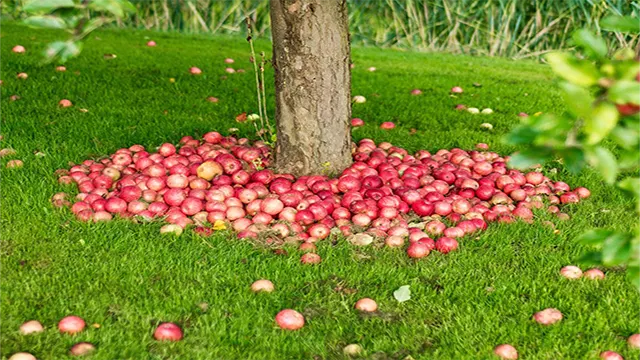 فروت ست برای درختان سیب